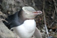 Gelbaugenpinguin (03 von 23).jpg